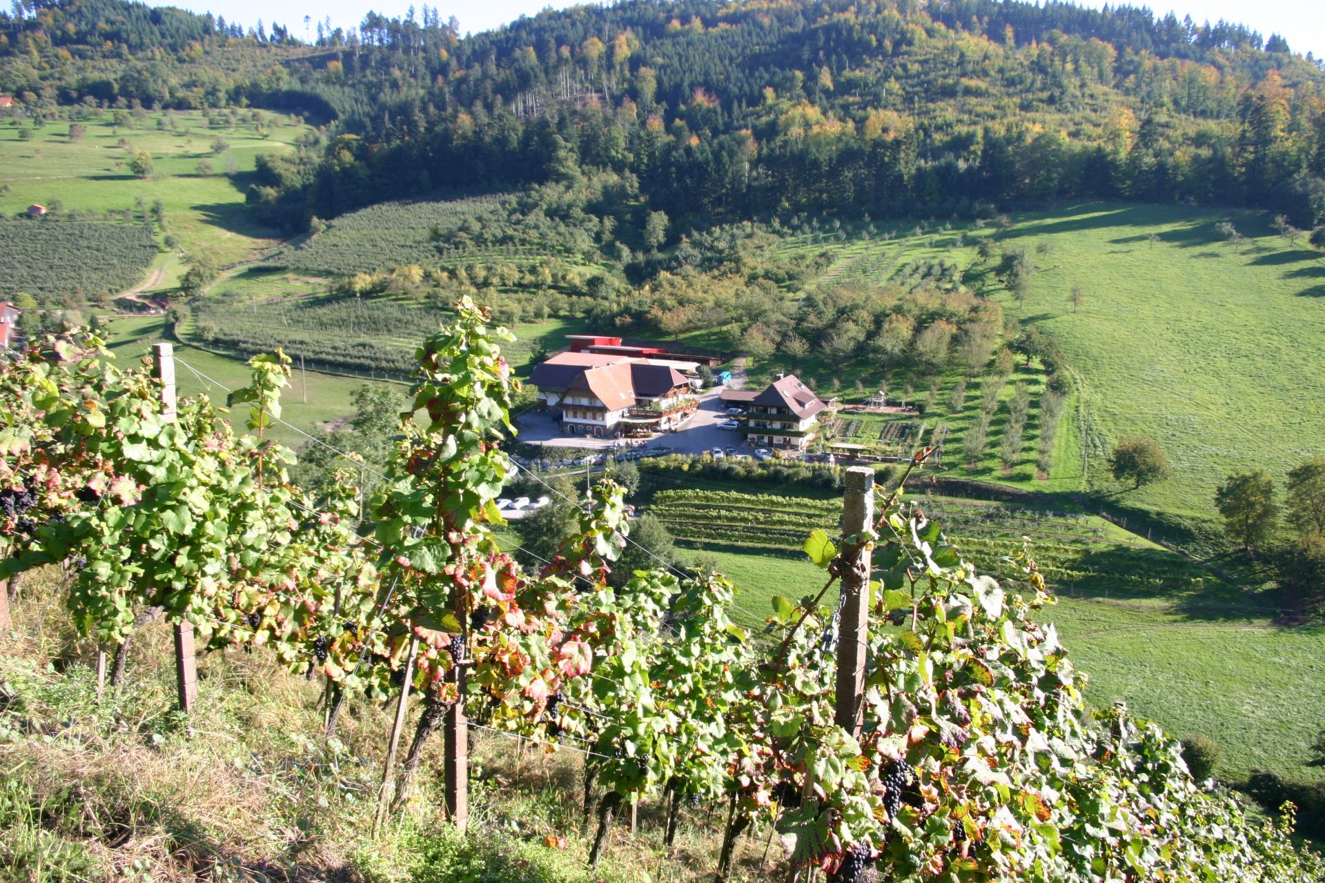 Weingut Bernhard Huber - Weinparadies Ortenau